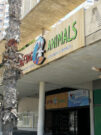 Surfing Animals Benidorm