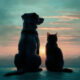 ssuareZvet Veterinaria Benidorm